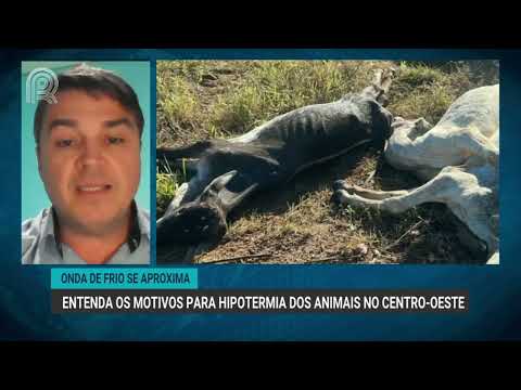Onda de frio se aproxima | Entenda os motivos para hipotermia dos animais no Centro-Oeste