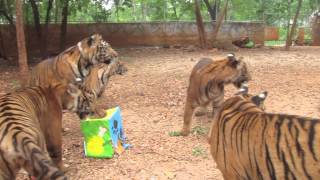 Tiger Temple (Official) - A one year Birthday Party