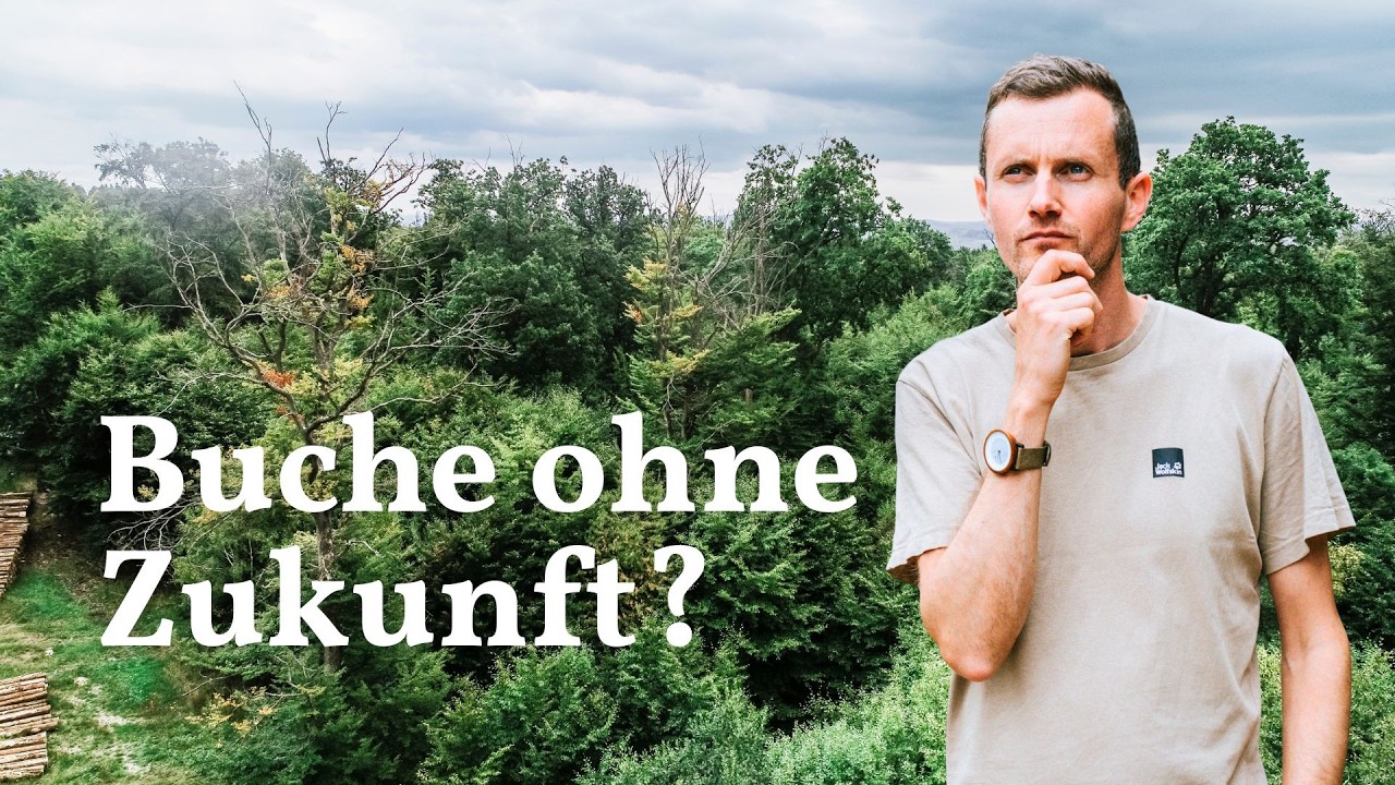 Jetzt stirbt auch die Buche?!