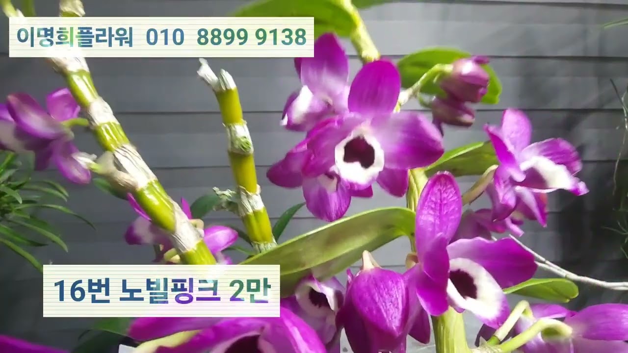 2026.2.14이명희플라워   버튼탑  반다 골든브로섬