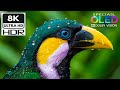 Unseen HDR 4K 60FPS OLED Showcase | Dolby Vision 8K/4K TV Test Video