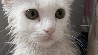 Wet Cats in Pics Part 2 | Cats in Pics by Cats in Pics 2,264 views 10 years ago 3 minutes, 23 seconds