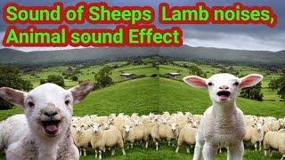 Sound of Sheeps , Sheep sound , Lamb noises, Animal sound Effect\/\/ Arshad ah vlog