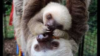 Meet Waffles, the baby sloth at the Staten Island Zoo