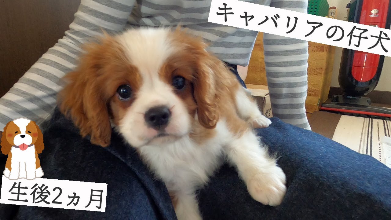【生後2ヵ月】我が家にキャバリアの仔犬がやってきました！
