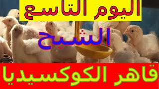 فوائد الشيح للطيور/تربية الفراخ البيضاء للمبتدئين بالأعشاب/فى بطاريات خشب/اليوم التاسع