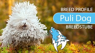 ► Hungarian Puli Dog Breed Profile [2022] Temperament & Training