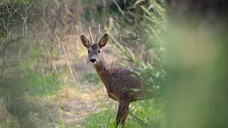 Karaca Sesi̇ (Roe Voice)