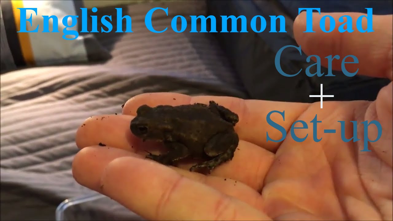 English common toad care+set up YouTube