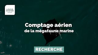 Comprendre le comptage aérien de la mégafaune marine !