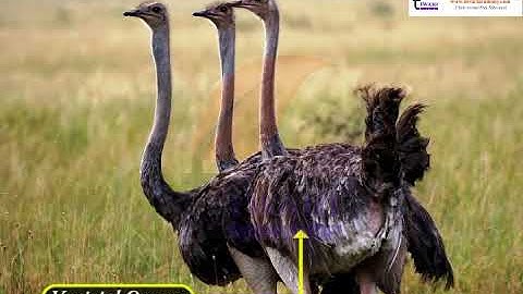 Class 10 Science Chapter 9 Heredity and Evolution - Morphological and Anatomical Evidences.