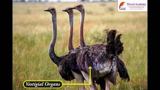 Class 10 Science Chapter 9 Heredity and Evolution - Morphological and Anatomical Evidences.