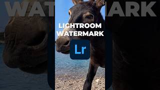 How To Add A Watermark In Lightroom #Shorts