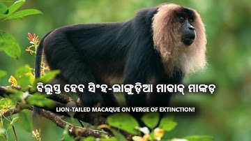 LION-TAILED MACAQUE ON VERGE OF EXTINCTION! | Kalinga Scroll