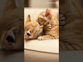 Two Sleepy Kittens Groom &amp; Nap 😴🐱  서로 그루밍하며 낮잠 자는 아기 고양이들