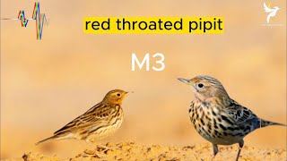 صوت المويت الاحمر , صوت الماصة حمراء الحنجرة , الجشنة الحمراء , red throated pipit