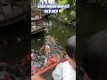 Ikan koi nya lucu banget #fyp #shorts #viralshorts