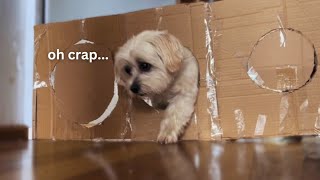 My Dogs Squeeze Through TINY Holes!