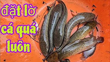 Đặt lờ  toàn cá lóc.,và cá trê vàng