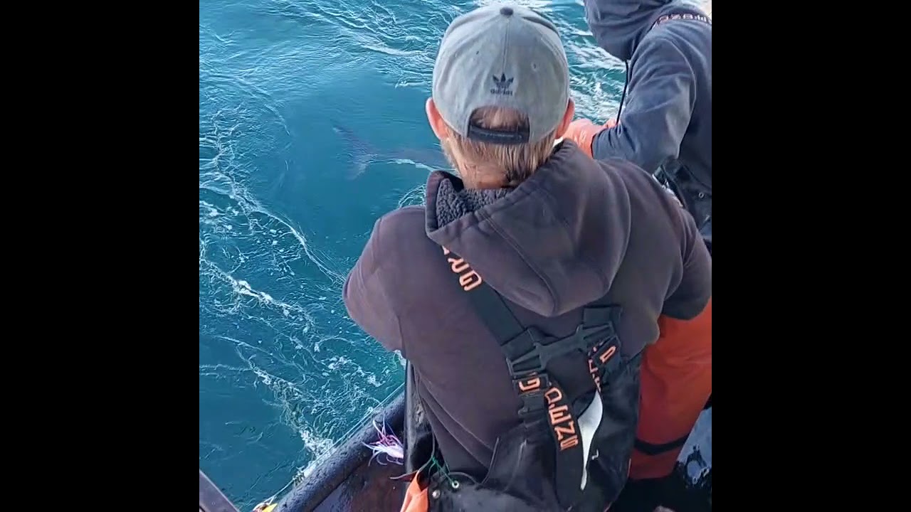 Alaska, Salmon shark release. 