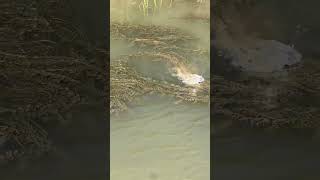 Top Water Gator Bite?