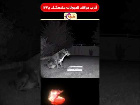 أغرب مواقف للحيوانات هتدهشك ج177