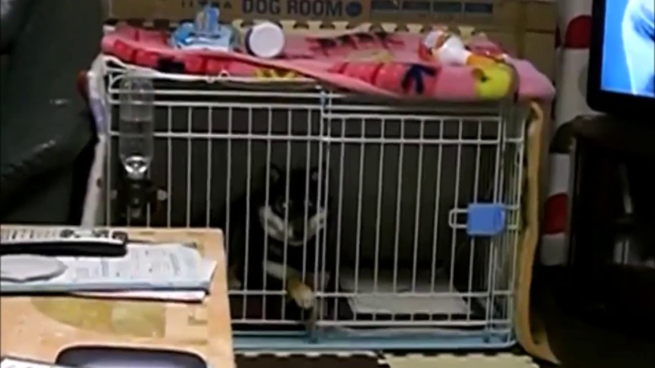 柴犬 攻撃性, 吠え, 噛みつき, うなる