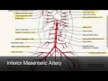 Arteries in the lower body tutorial