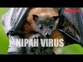 Nipah virus all you need to know