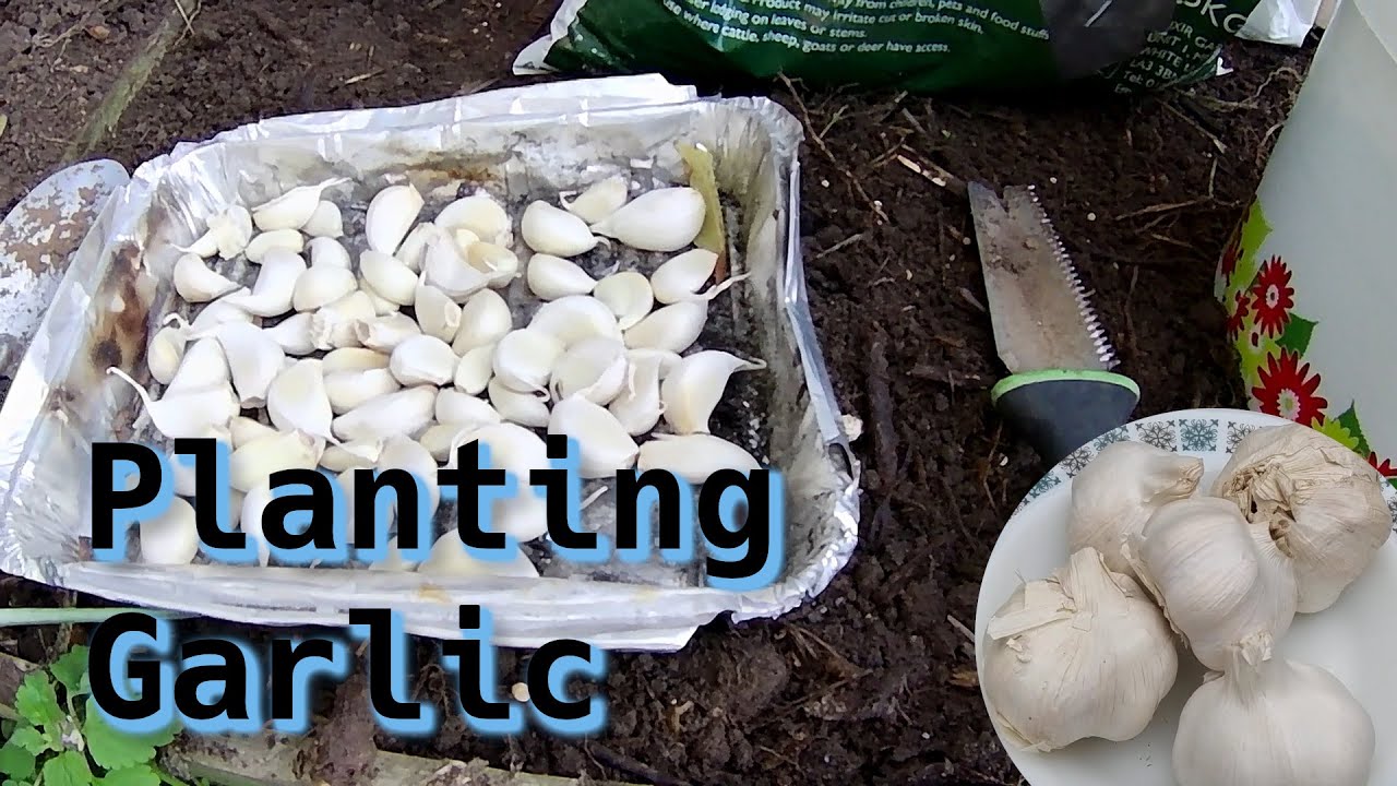 How To Grow Store Bought Garlic
