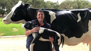 Cow Simulator | South West TAFE screenshot 2