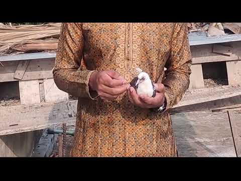 আমার সাথে কবুতর সম্পর্কে একটু কথা বলুন - Talk a little about Pigeon with me