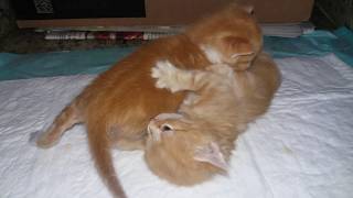 Gatinhos Ruivinhos - Piccolo E Douglinhas No Empurra Empurra