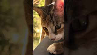 漂亮的彩狸猫咪小一二Beautiful colored cat Xiaoyier美しい色の猫シャオイエكوچيڠ بروارنا چنتيق Xiaoyier아름다운 색깔의 고양이 샤오이에르