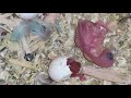 Hatching babie budgie or parakeet🤭💪