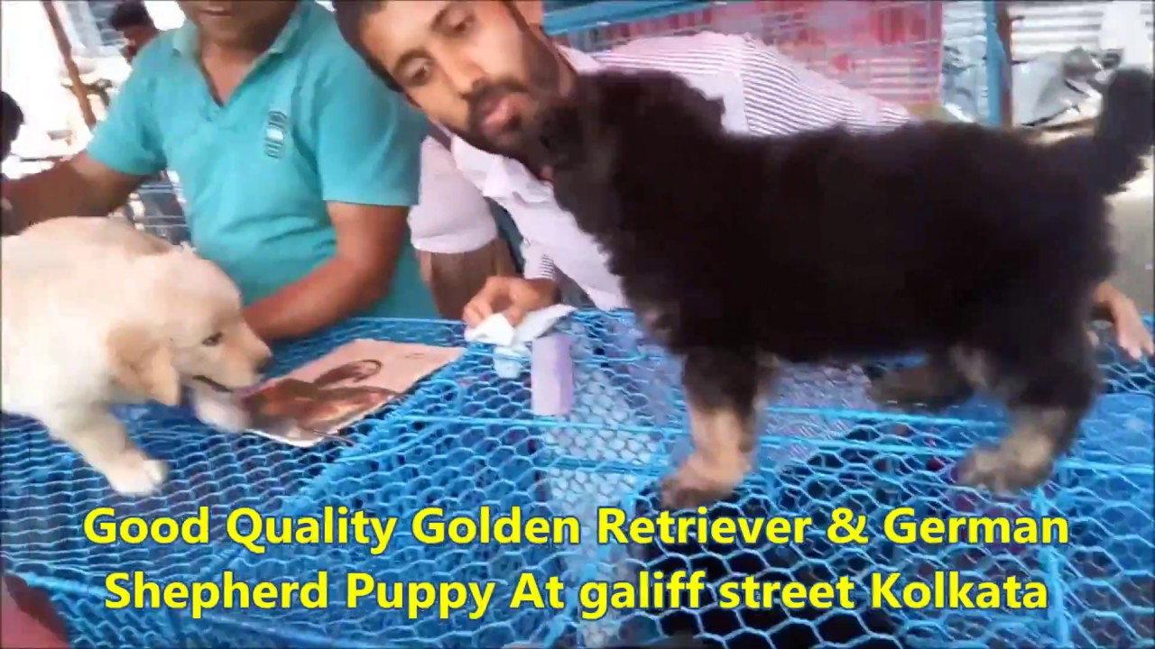 love puppy meme Show Quality Golden Retriever & German Shepherd Puppy At Galiff Street