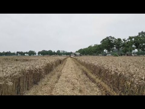 Проливной дождь уничтожил урожай пшеницы в Китае