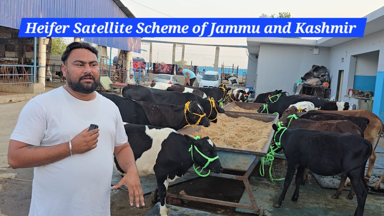☀️20 Heifers going ✈️to Kashmir🏔 (Heifer Satellite Scheme) @Sarbcheemadairy 75080 23218