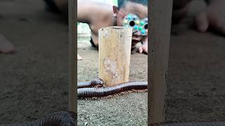 A very cute and interesting millipede #shorts #shortsvideo