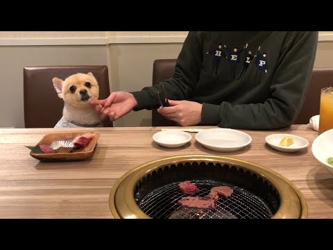 愛犬も一緒に入れる焼肉屋さんに行ってきました！【お台場うしすけ】