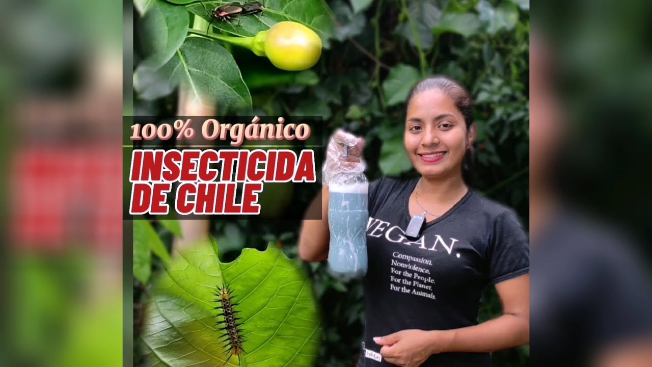 Haz tu propio insecticida casero a base de chile, ajo y jabón.