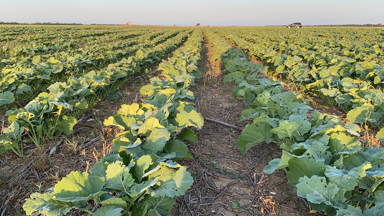 Ужас какой Рапс на 23 октября@AGROSPHERA @MillennialFarmer @Agrobook