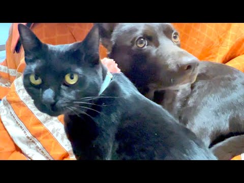 目を離すといつもこうなっている黒ヤギ猫。
