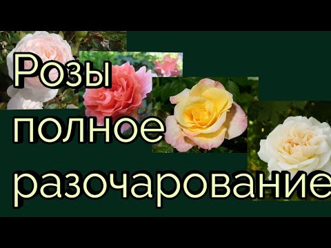 Бейне: Джо Пайе арамшөптерін бір-бірінен ажырату – эваторий өсімдіктерінің арасындағы айырмашылықтар