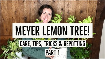 MEYER LEMON TREE Care, Tips, Tricks & Repotting Part 1