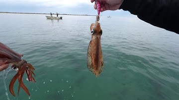 How to choose your Squid jig colour