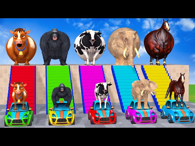 Long Slide Game With Cow Elephant Gorilla Hippopotamus Tiger - 3d Animal Game - Funny 3d Animals