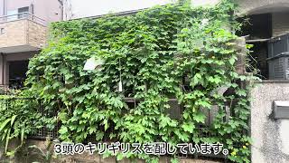 鳴く虫の飼育の動画