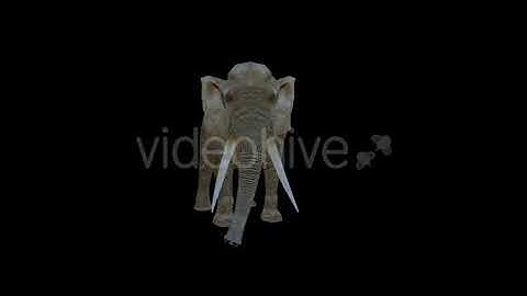 Realistic Elephants - 2 Scene | Motion Graphics - Envato elements