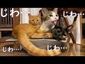 ジワジワ来る猫動画